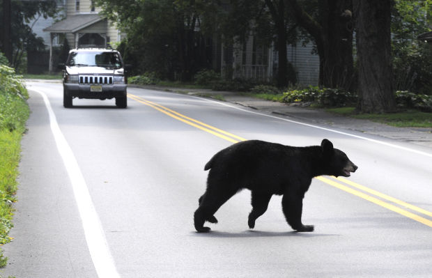 Animal shots of the week